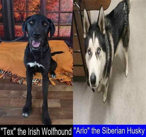Irish Wolfhound Versus Siberian Husky Final Verdict On Which One Is A