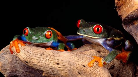 4k Frogs Wallpapers High Quality Download Free