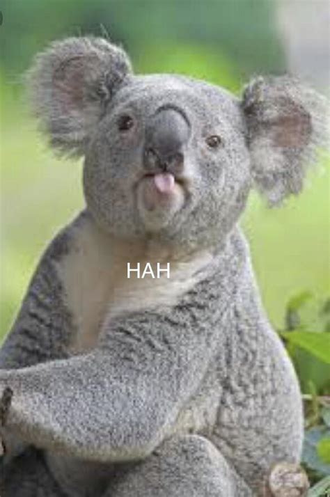Even The Koalas Laughing Rkoalas