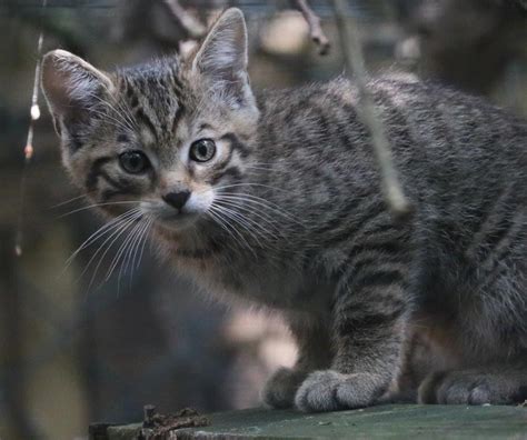 Rare Wildcat Kittens Born At Kent Conservation Charity Discover Animals