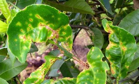 16 Citrus Tree Diseases And How To Treat Them Rhythm Of The Home