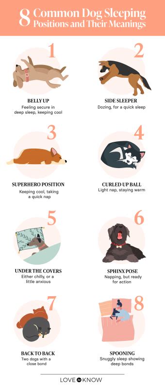8 Dog Sleeping Positions And What They Can Tell You Lovetoknow Pets