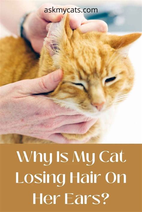 Cat Losing Hair On Ears Whats Troubling Them