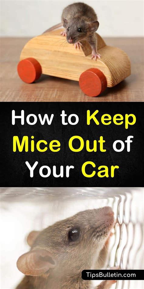 7 Smart And Simple Ways To Keep Mice Out Of Your Car Mice Repellent