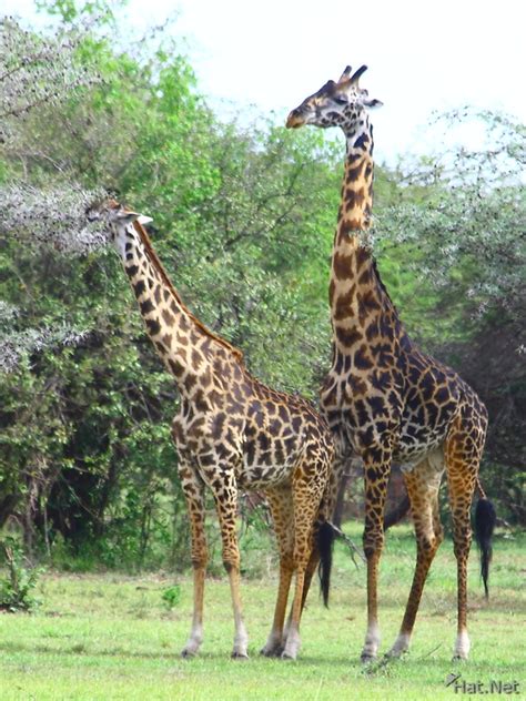 Giraffes Of Serengeti Story Of Africa