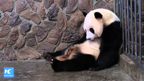 Phantom Pregnancy Panda Becomes Mother For Real Youtube