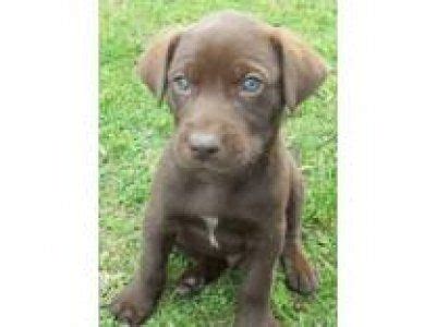 Labs are sociable, affectionate, and loyal. Dog - Lab / German Shorthaired Pointer Mix Puppy | Dog ...