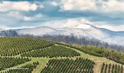 A Christmas Tree Farm On Highway 421 Near Wilkesboro North Carolina