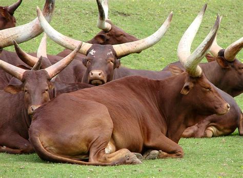 Watusi Cattle In The Thoiry Zoo And Botanical Gardens Ain Dept
