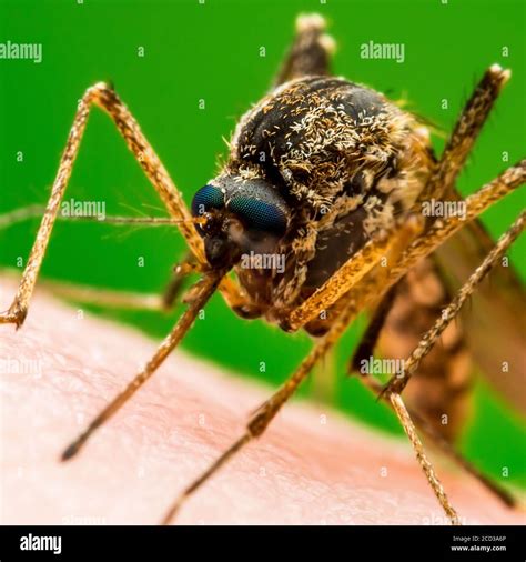Mosquito Infectado Por Malaria Bite Sobre Fondo Verde Leishmaniasis