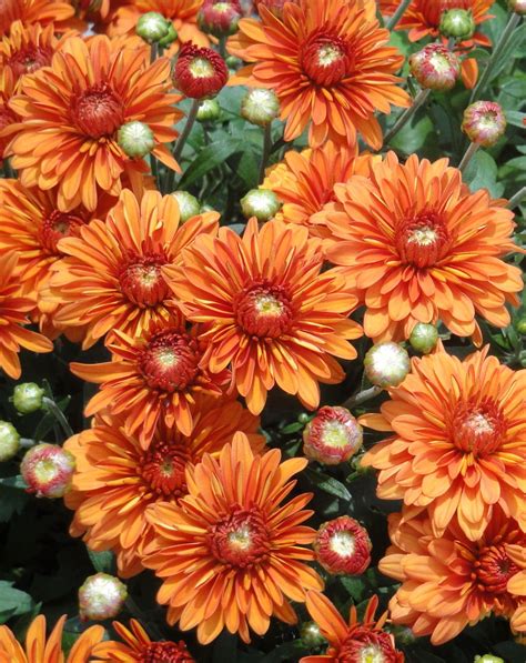 Mums The Word Revisited Mums The Word Fall Flowers Flowers