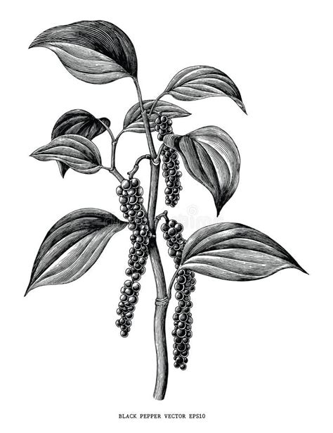 Black Pepper Plant Branch Vector Drawing Botanical Illustration Stock