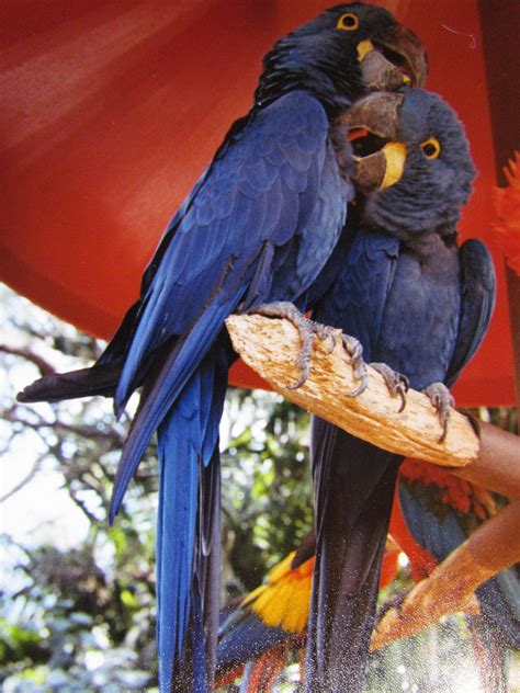 Hyacinth Macaws Macaw Birds Animals