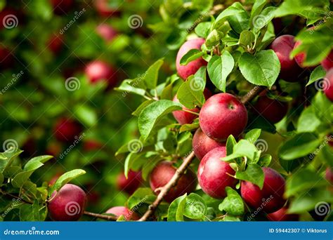 Organic Red Ripe Apples On The Orchard Tree With Green Leaves Stock