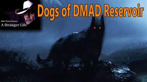 Black Dogs Of Dmad Reservoir Youtube