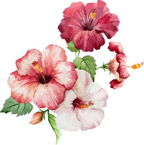 Download Transparent  Download Hibiscus Flower Painting Flowers