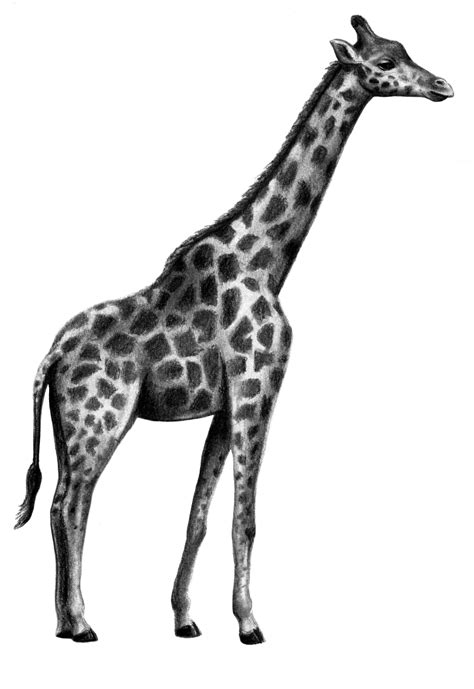 How To Draw A Realistic Giraffe