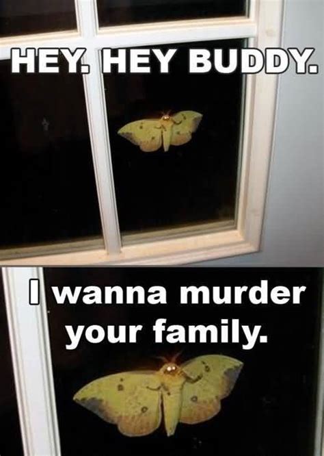 butterfly meme funny image photo joke 04 quotesbae