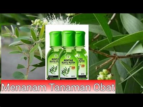 Maybe you would like to learn more about one of these? Cara Menanam Pohon Minyak Kayu Putih - YouTube