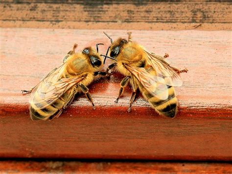 European Honey Bee Sub Species In Australia Bee2bee