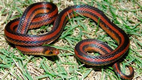 Hallan En Colombia Una Especie De Serpiente única En El Mundo Perfil