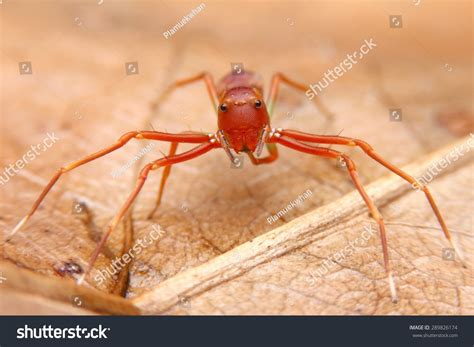Jumping Spider Look Like Ant Spider Stock Photo 289826174 Shutterstock