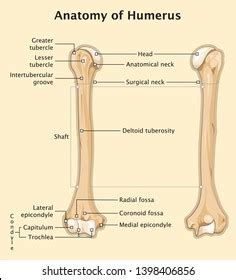 Human Skeleton Anatomy Humerus Stock Vector Royalty Free 1398406856