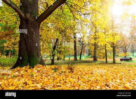 Park Autumn With Sun Rays In Late Autumn Forest Stock Photo Alamy