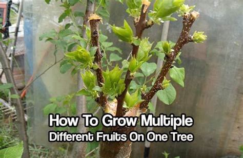 How To Grow Multiple Different Fruits On One Tree Shtfpreparedness