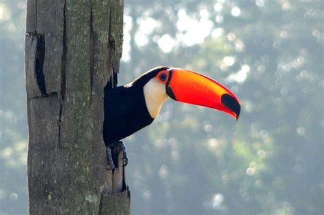 17 Best Images About Toucan Animal And Stable On Pinterest Nests