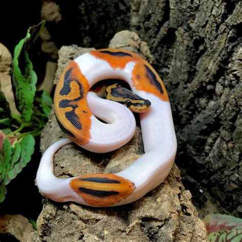 Buy Piebald Ball Pythonexotic Animals For Saletop Exoticpets