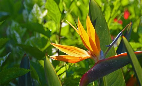 Birds Of Paradise Warmer Karrakartney