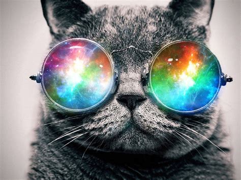 Glasses Cat Galaxy Wallpapers Top Những Hình Ảnh Đẹp