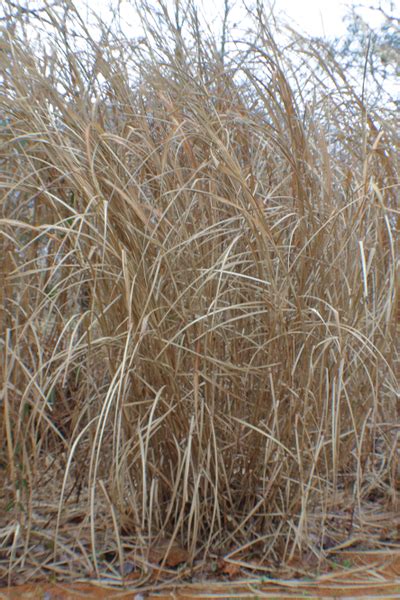 How And Why To Cut Back Ornamental Grasses In Late Winter Early Spring