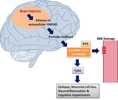 Frontiers Hmgb1 A Common Biomarker And Potential Target For Tbi