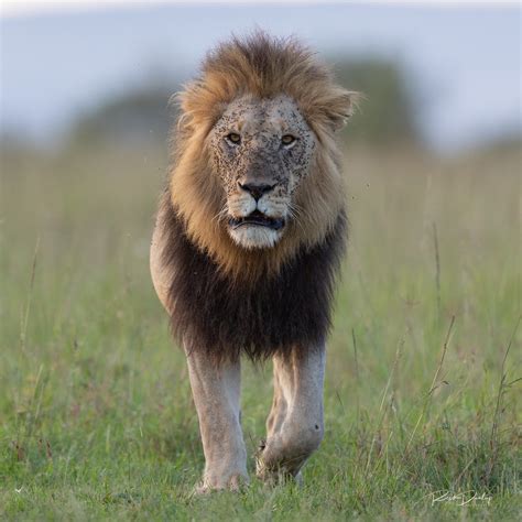 Maasai Mara Adult Male Lion Walking Straight Towards Us E Flickr
