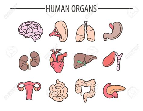 Human Organs Medical Vector Flat Isolated Icons Set Stock Vector