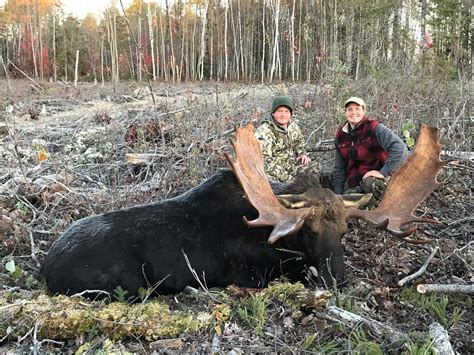 Maine Guided Trophy Moose Hunt Big Mountain Outfitters