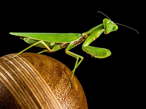 Free Images Green Praying Mantis Insect Close Fauna Invertebrate