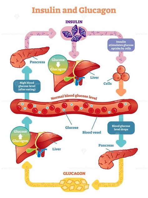 Insulin And Glucose Release Regulation Educational Scheme Outline Diagram Vectormine