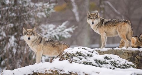 Watch The Zoos New Mexican Wolves Cleveland Zoological Society