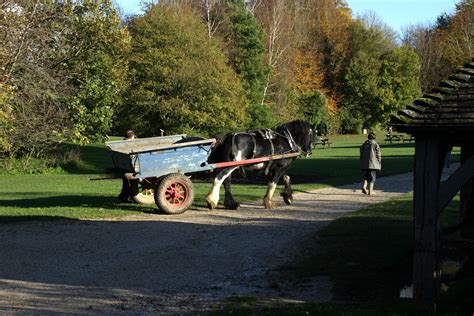 Shire Horse Wrantz