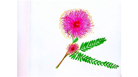 How To Draw And Colour Mimosa Pudica L Step By Step Flower Draw L