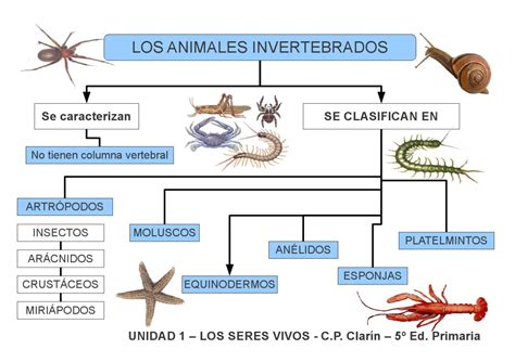 Los Seres Vivos Animales Invertebrados By Edita Sueiras Issuu