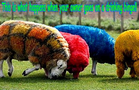 Sheep Funny Animal Humor Photo 20257241 Fanpop
