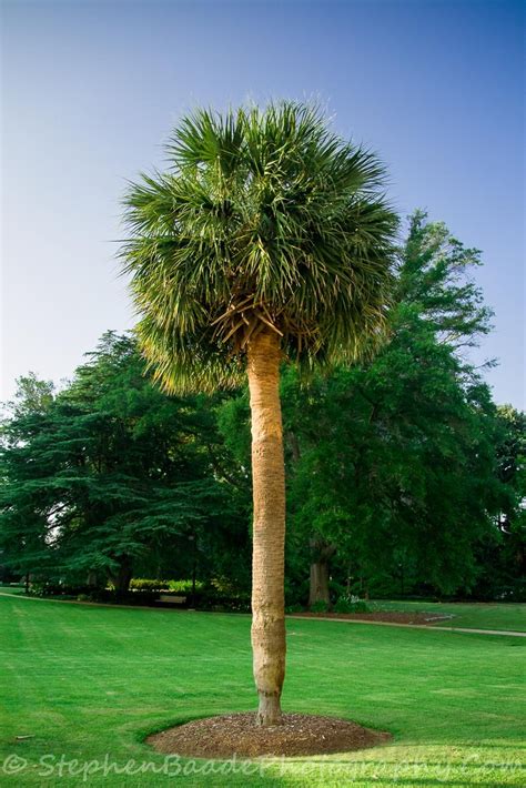 67 Best Images About Palmetto Tree On Pinterest Trees Cabbages And