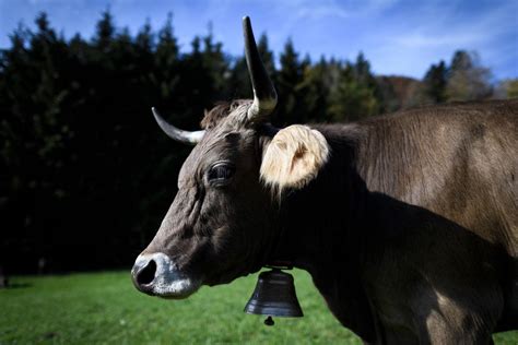 Un Cas De Vache Folle Atypique Découvert Dans Les Grisons Lejournal