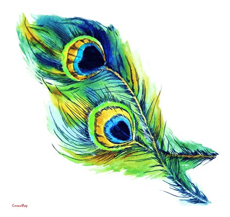 vector peacock feather png hd png mart