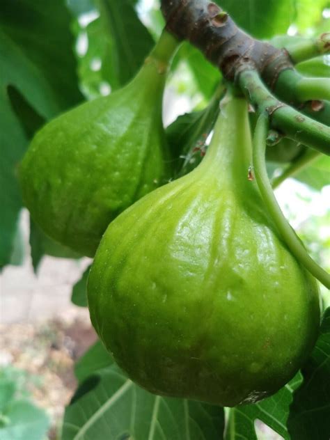 White Kadota Fig Fruit Tree Cuttings X 3 Plants And Seedlings