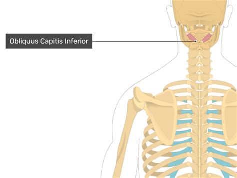 Obliquus Capitis Inferior Muscle Origin Insertion And Action
